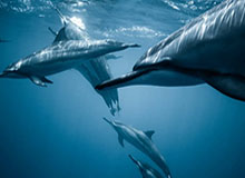 世界杯客户端下载说明-安东尼奥教练组半决赛前为球员准备惊喜，播放家人的助威视频